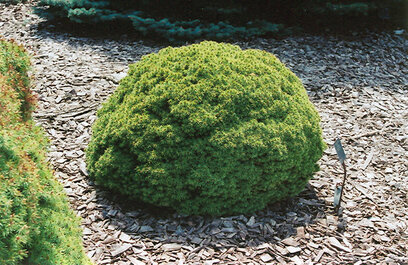 Smrk bílý Alberta Globe, v květináči 15/20 cm Picea Glauca Alberta Globe